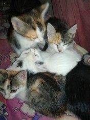 Vand/Dau spre adoptie pui de pisica 2-3 luni foto