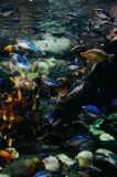 Tablou Canvas, "Dansul peștilor subacvatici rapizi", Pești, Acvariu, Diversitate, Apă, Natură, Culori, Plutire, Mișcare, Ecosistem, Viață, Ocean, Viet