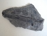 Plante fosile Jurasic