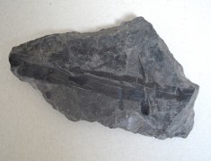 Plante fosile Jurasic