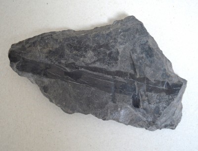 Plante fosile Jurasic foto