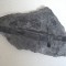 Plante fosile Jurasic