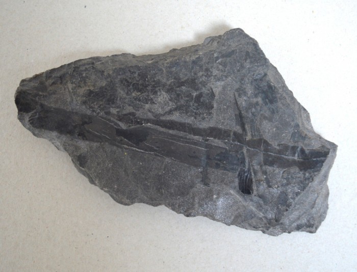 Plante fosile Jurasic