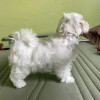 Bichon maltez alb