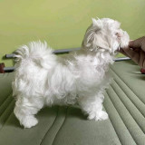 Bichon Maltez