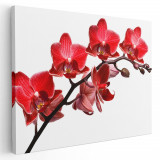 Tablou floare orhidee rosie rosu alb 1593 Tablou canvas pe panza CU RAMA 30x40 cm
