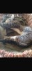 Pisicuta spre adoptie, #1 All Systems