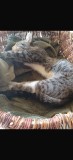 Pisicuta spre adoptie, #1 All Systems