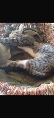 Pisicuta spre adoptie foto