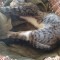 Pisicuta spre adoptie