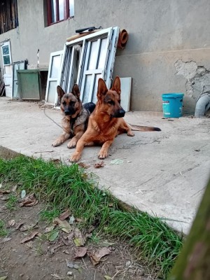 Caini Ciobanesc German foto