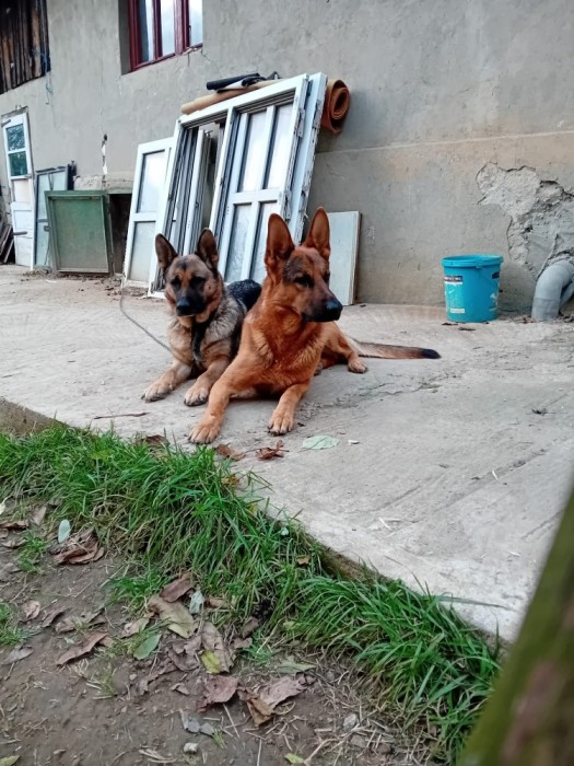 Caini Ciobanesc German