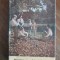 Dinamica grupului pionieresc 1974 / R5P3F