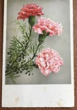 CPISTR5 Carte Postala Veche Epoca Comunista 1963 Garoafe Flori Dedicatie Olograf