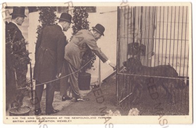 4086 - Regele FERDINAND, &amp;amp; Terra Nova, Dog - old postcard - unused foto