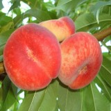 Cumpara ieftin Piersic &ndash; Soiul Paraguay -Plat