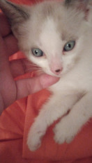 pisicute albastru de rusia - siameza foto