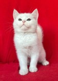 Pisoias Scottish Straight Shorthair. Detine Pedigree