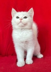 Pisoias Scottish Straight Shorthair. Detine Pedigree