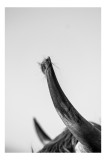 Tablou Canvas, "Cornul taurului &icirc;n amurg liniștit", Corn, Blană, Contrast, Bovină, Fotografie, Detaliu, Textură, Alb-Negru, 26 x 39 cm, CMCLASS