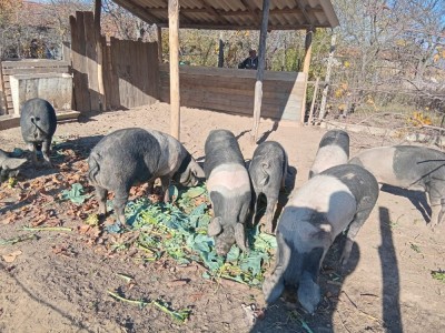 Porci bazna de vanzare foto