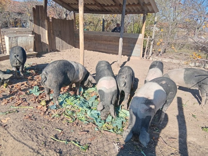 Porci bazna de vanzare