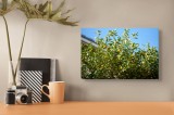 Tablou Canvas, "Fructele soarelui &icirc;nverzit", Frunze, Cer, Roade, Ramuri, Soare, Clădire, Natură, Verde, Portocale, Grădină, Lumină, Contrast, Vitalita