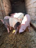 Vand purcei de carne 2 luni