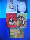 HOPCT LOT NR 1062 .PISICI --5 CARTI POSTALE-NECIRCULATE