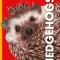 Curious about Hedgehogs