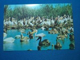 COLONIE PELICANI IN DELTA DUNARII
