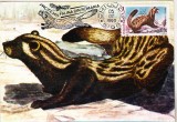 bnk fil Maxima Fauna - Dihorul Patat - Chiojdu 1990