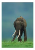 Tablou Canvas, "Elefantul &icirc;n liniștea naturii", Elefant, Trombă, Colți, Iarbă, Serenitate, Natură, Verde, Albastru, 26 x 39 cm, CMCLASS