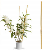 Arac din bambus pentru suport plante si legume, diametrul 14-16 mm, inaltime 120 cm MultiMark GlobalProd, ProCart