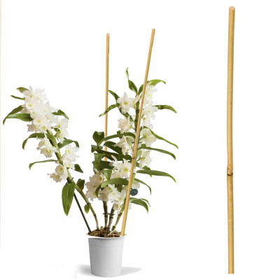 Arac din bambus pentru suport plante si legume, diametrul 14-16 mm, inaltime 120 cm foto