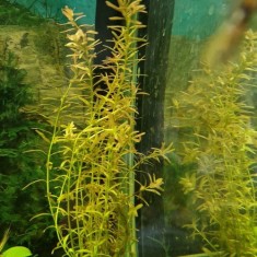 Rotala - Planta Ideală pentru Un Acvariu Natural și Sănătos