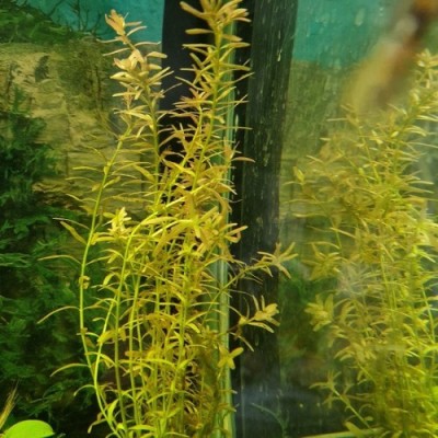 Rotala - Planta Ideală pentru Un Acvariu Natural și Sănătos foto