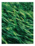 Tablou Canvas cu tema v&acirc;ntului verde smarald, 26 x 39 cm, CMCLASS