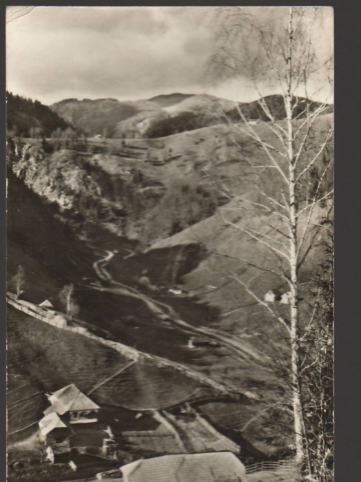 CPI B14416 CARTE POSTALA - DAMBOVICIOARA. VALEA BRUSTURETULUI