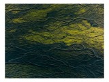 Tablou Canvas Texturi Organice &icirc;n Tonuri de Verde Natură și Umbre, 39 x 26 cm, CMCLASS