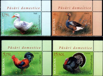 MOLDOVA 2018 PASARI DOMESTICE foto