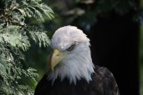 Tablou Canvas, "Destinul măreț al vulturului american", Majestic, Regal, Powerful, Intense, Watchful, Noble, Proud, 39 x 26 cm, CMCLASS