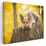Tablou caine Ciobanesc German Tablou canvas pe panza CU RAMA 60x90 cm