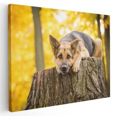 Tablou caine Ciobanesc German Tablou canvas pe panza CU RAMA 20x30 cm