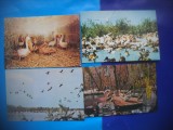 HOPCT LOT NR 1011 PELICANI PASARI DIN DELTA -FAUNA -4 CARTI POSTALE-NECIRCULATE, Circulata, Printata