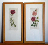 Trandafiri - 2 litografii originale semnate, flori colorate cu acuarela 17x34cm