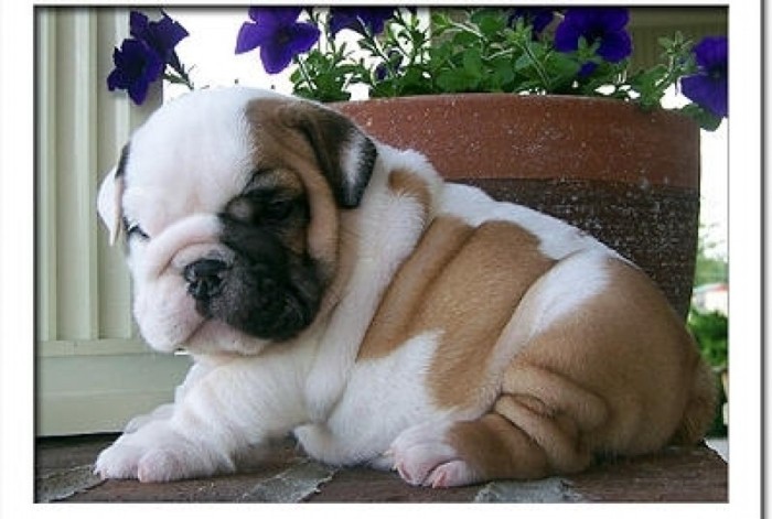 catelusi bulldog englez catelusi bulldog englez