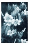 Flori eterice lumini și mișcare, 26 x 39 cm, CMCLASS