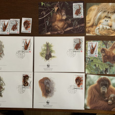 indonezia - urangutan - serie 4 timbre MNH, 4 FDC, 4 maxime, fauna wwf