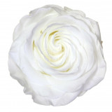 Trandafiri Criogenati PREMIUM WHITE (&Oslash;7-8,5cm; set 4 buc /cutie)